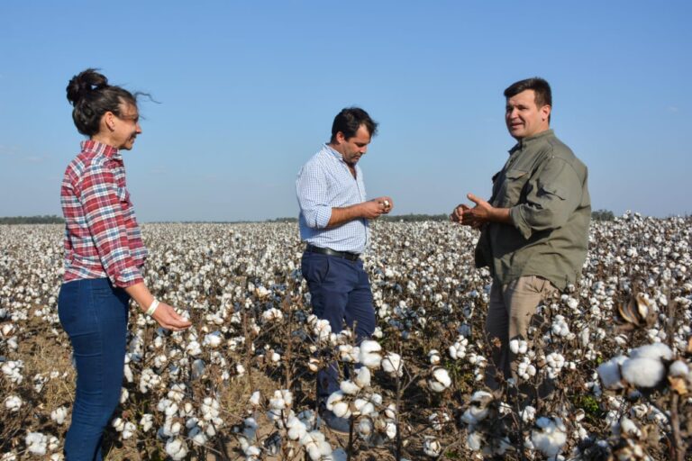 LIFTON VISITÓ UN CAMPO DE ALGODÓN