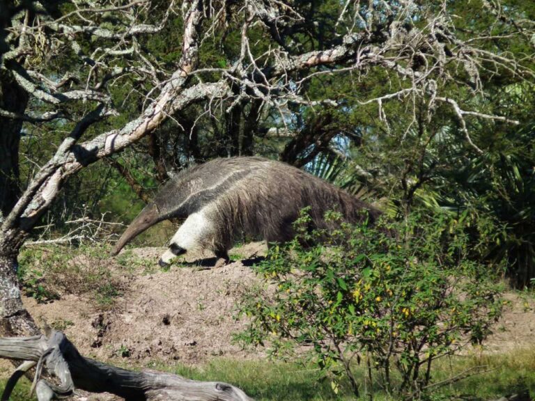 Liberaron en el Iberá a dos osos hormigueros que fueron rescatados en Salta y Chaco