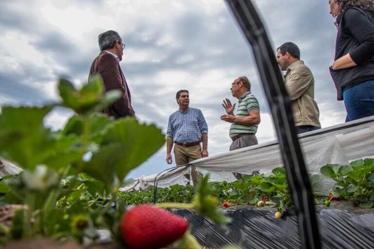 FRUTILLA CHAQUEÑA