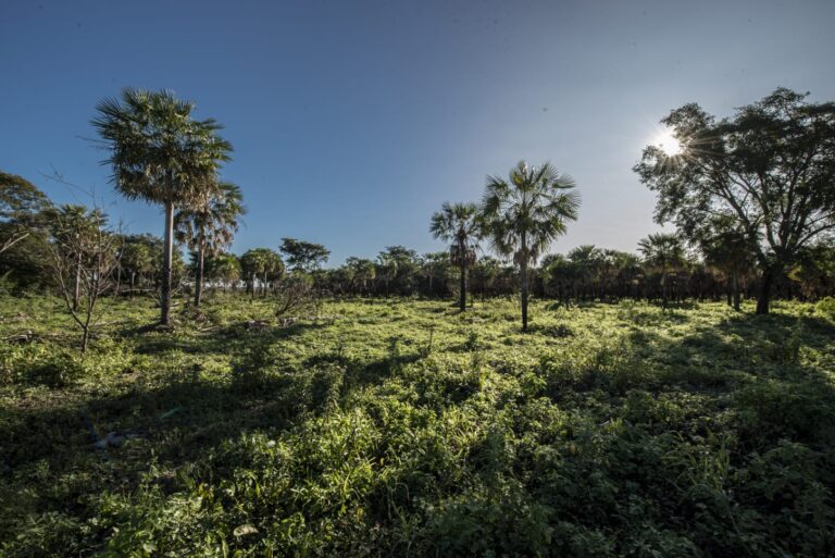 PARQUE NACIONAL LAGUNA EL PALMAR