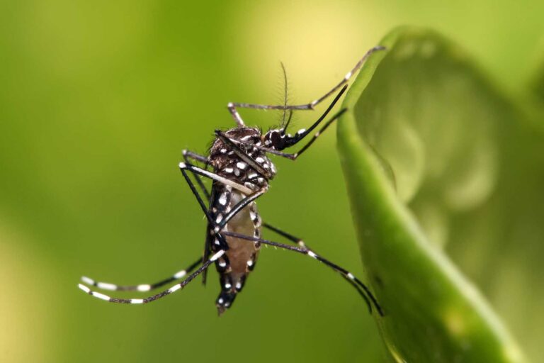 SALUD PÚBLICA BRINDA EL PARTE EPIDEMIOLÓGICO DE DENGUE