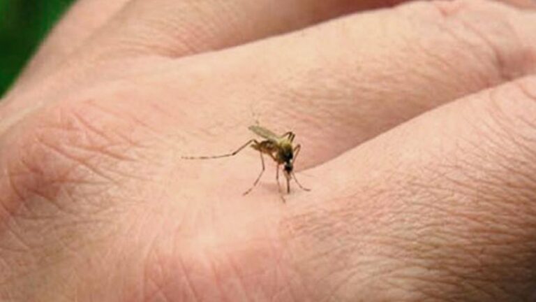 Dengue: Chaco contabiliza en la región