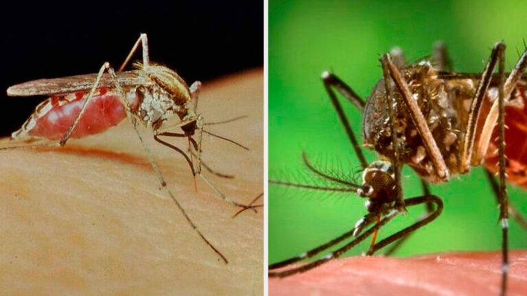 Aedes albofasciatus y el aedes aegypti