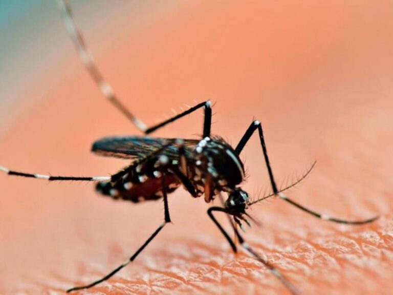 Dengue: llegan a 269 mil los casos en la temporada