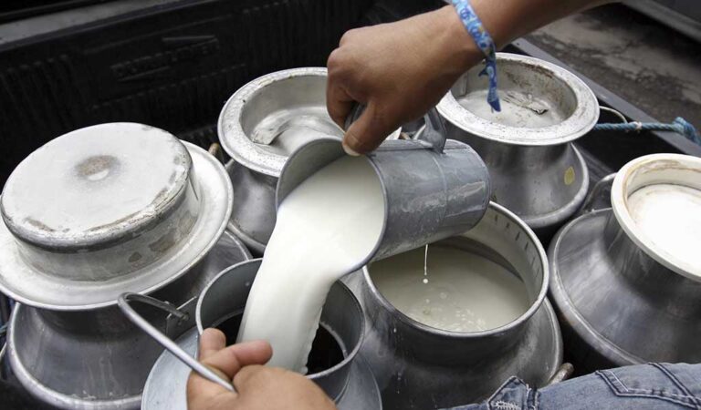 Advierten que la producción de leche es la más baja de los últimos cinco años