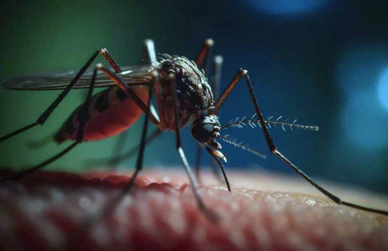 Dengue 2025 con riesgo de un nuevo brote masivo debido al calor y las lluvias