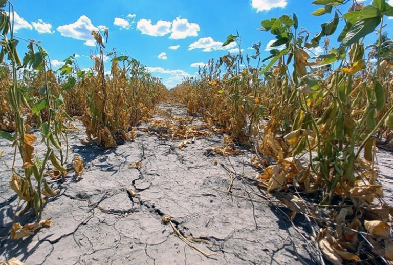 Nación oficializó la declaración de la emergencia agropecuaria para Chaco y Santa Fe