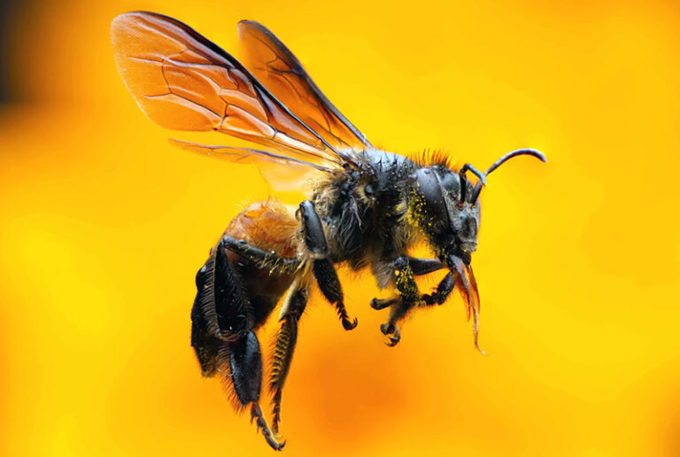 20 de mayo: Día Mundial de las Abejas