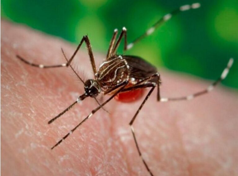 Alarma en Santa Fe por aumento significativo de casos de dengue: más del 40% en una semana