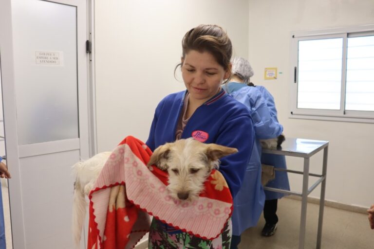 6 de agosto: Día del Veterinario