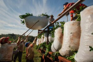 “Abre una nueva puerta”: se realizó el primer embarque de yerba mate argentina a China