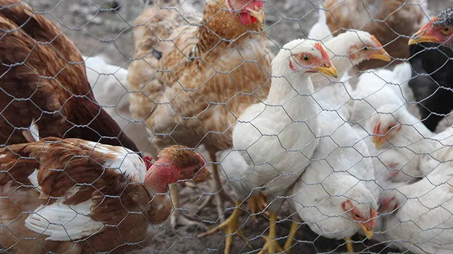 China suspendió las importaciones de aves de corral argentinas