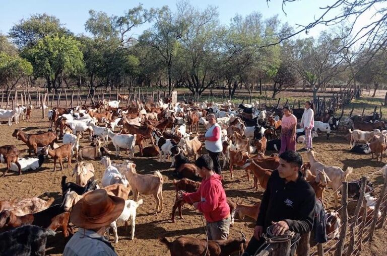 Progano: continúa la asistencia a productores caprinos y ovinos en todo el Chaco