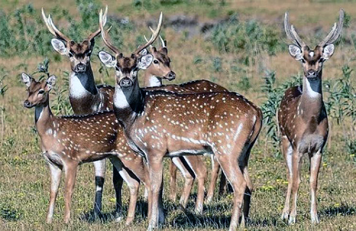 Identifican en Chaco la presencia de una especie exótica de riesgo para la fauna nativa