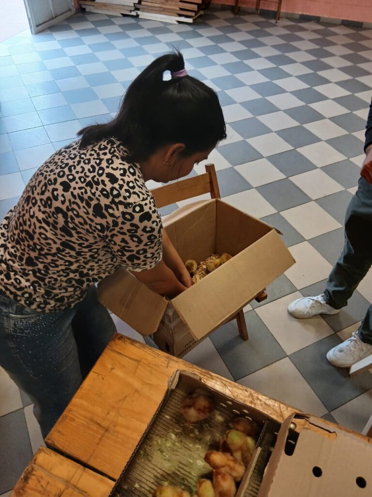 PROGRAMA «AVICHACO» ENTREGA DE POLLITOS