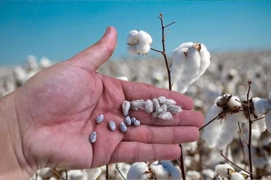 PRODUCTORES ALGODONEROS CHAQUEÑOS
