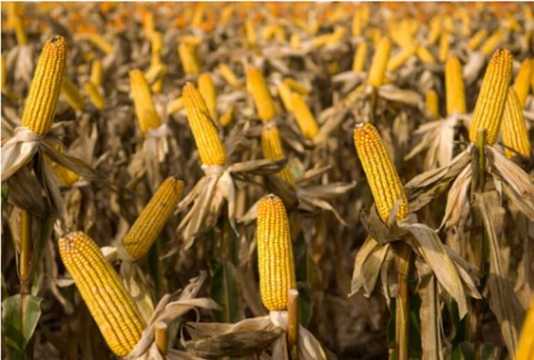 El primer lote de maíz de la nueva campaña se produjo en Corrientes