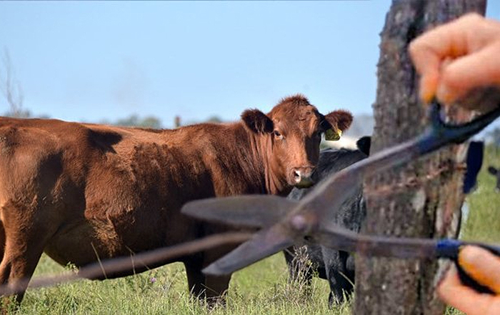 Ganaderos de Chaco y Formosa encienden las alarmas por el abigeato y la presión fiscal